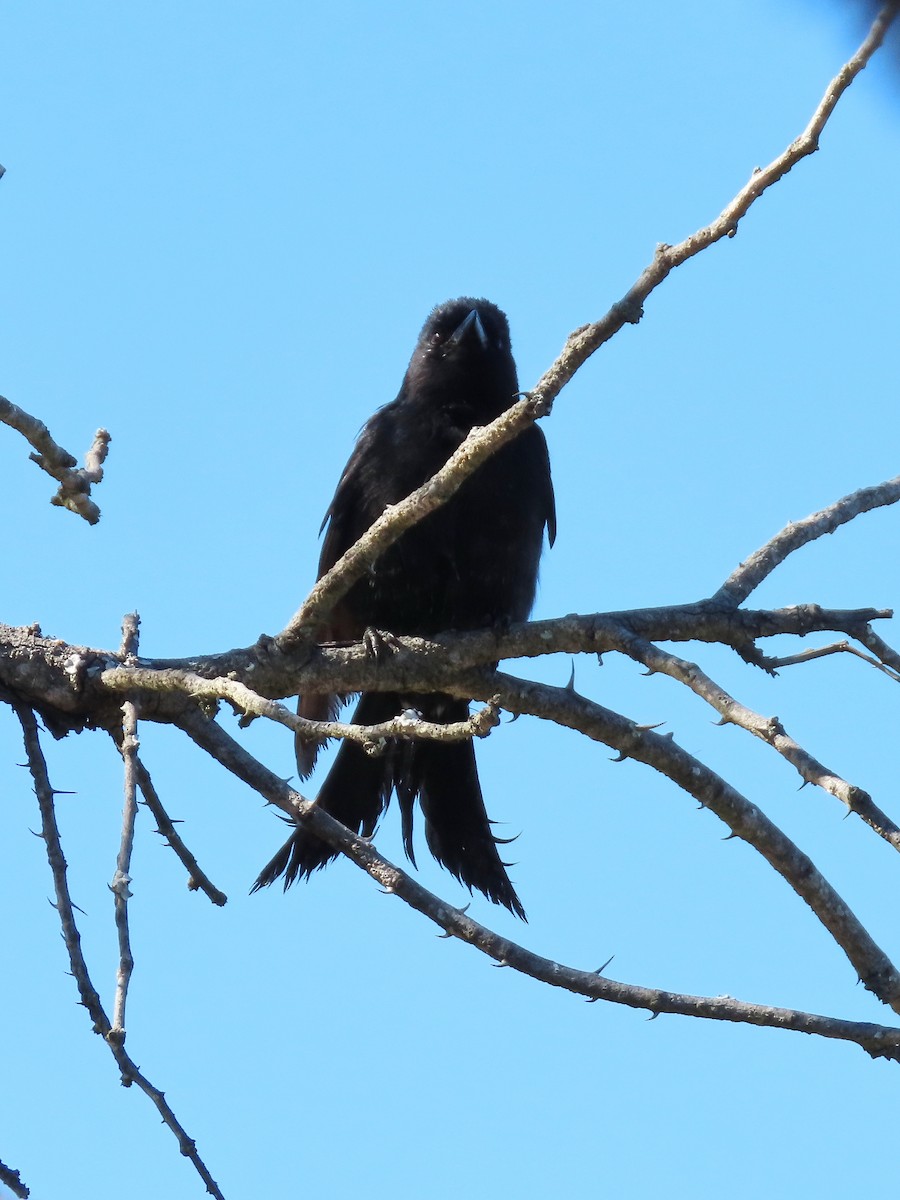 Fork-tailed Drongo - ML644357273