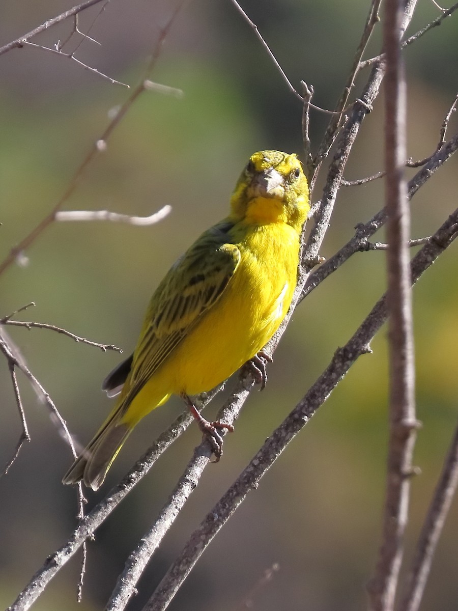 Brimstone Canary - ML644357277