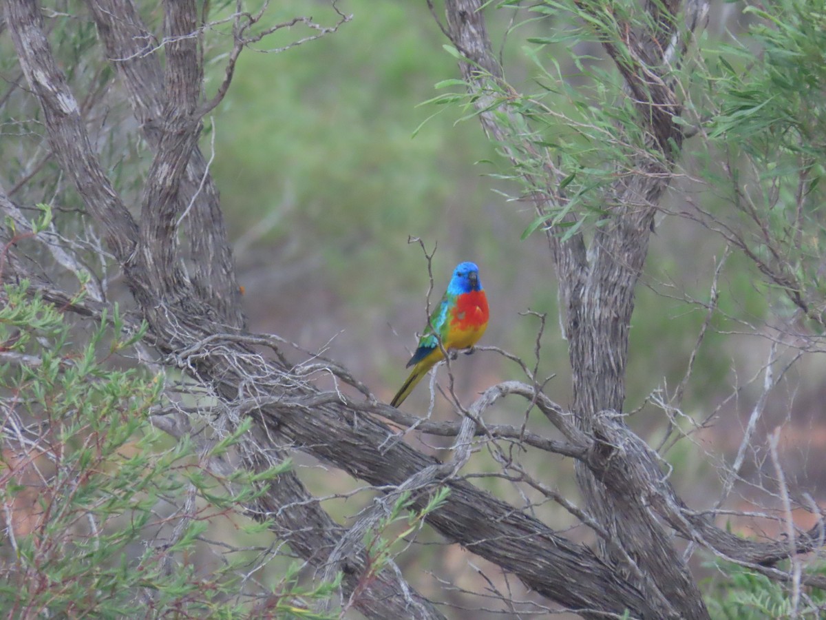 ヒムネキキョウインコ - ML644357278