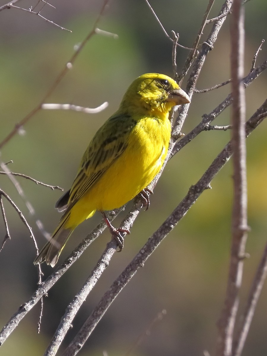 Brimstone Canary - ML644357279