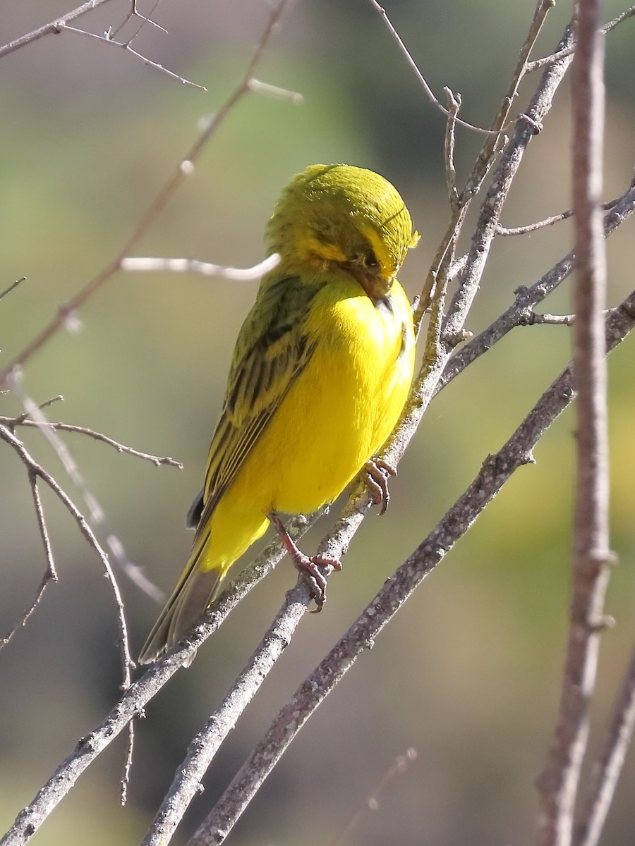 Brimstone Canary - ML644357280