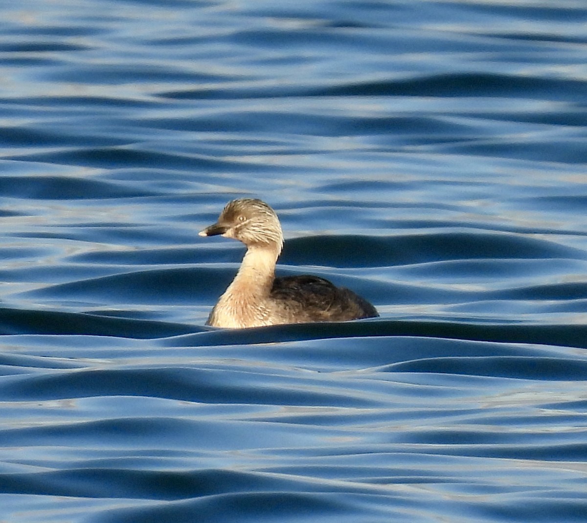 Zampullín Canoso - ML644357286