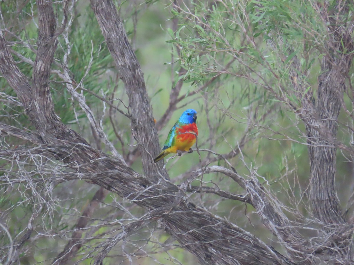 ヒムネキキョウインコ - ML644357288