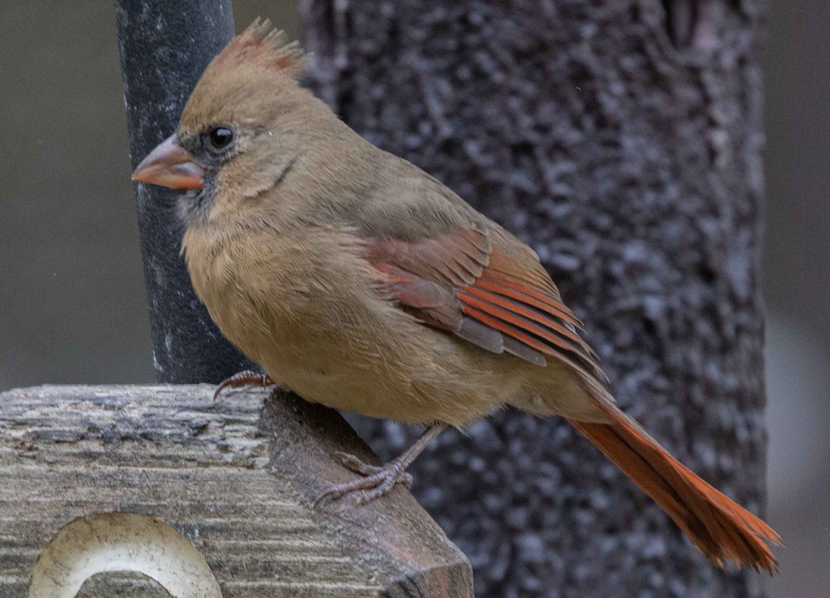 Northern Cardinal - ML644357290