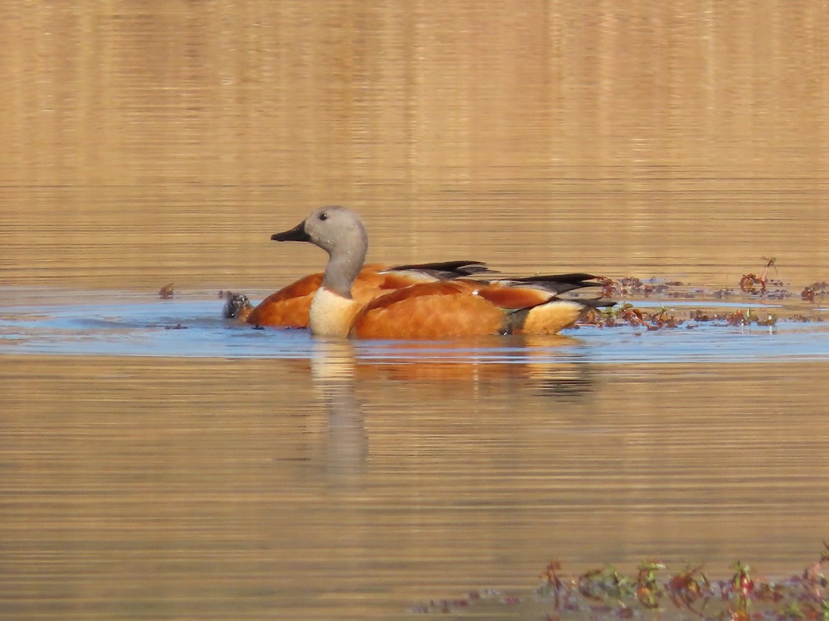 South African Shelduck - ML644357313