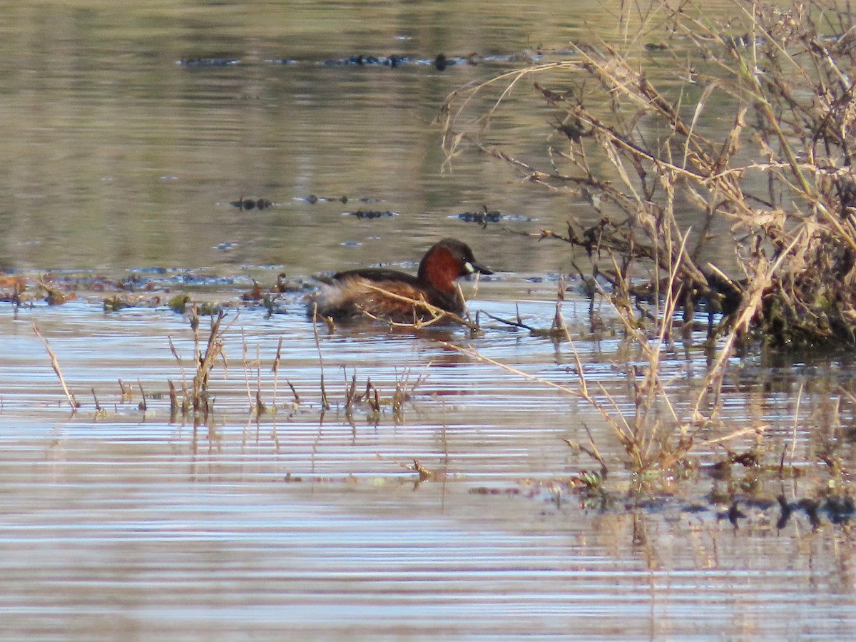 Little Grebe (Little) - ML644357315