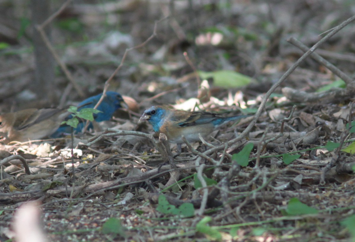 Lazuli Bunting - ML644357316