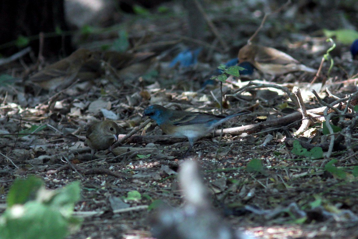 Lazuli Bunting - ML644357319