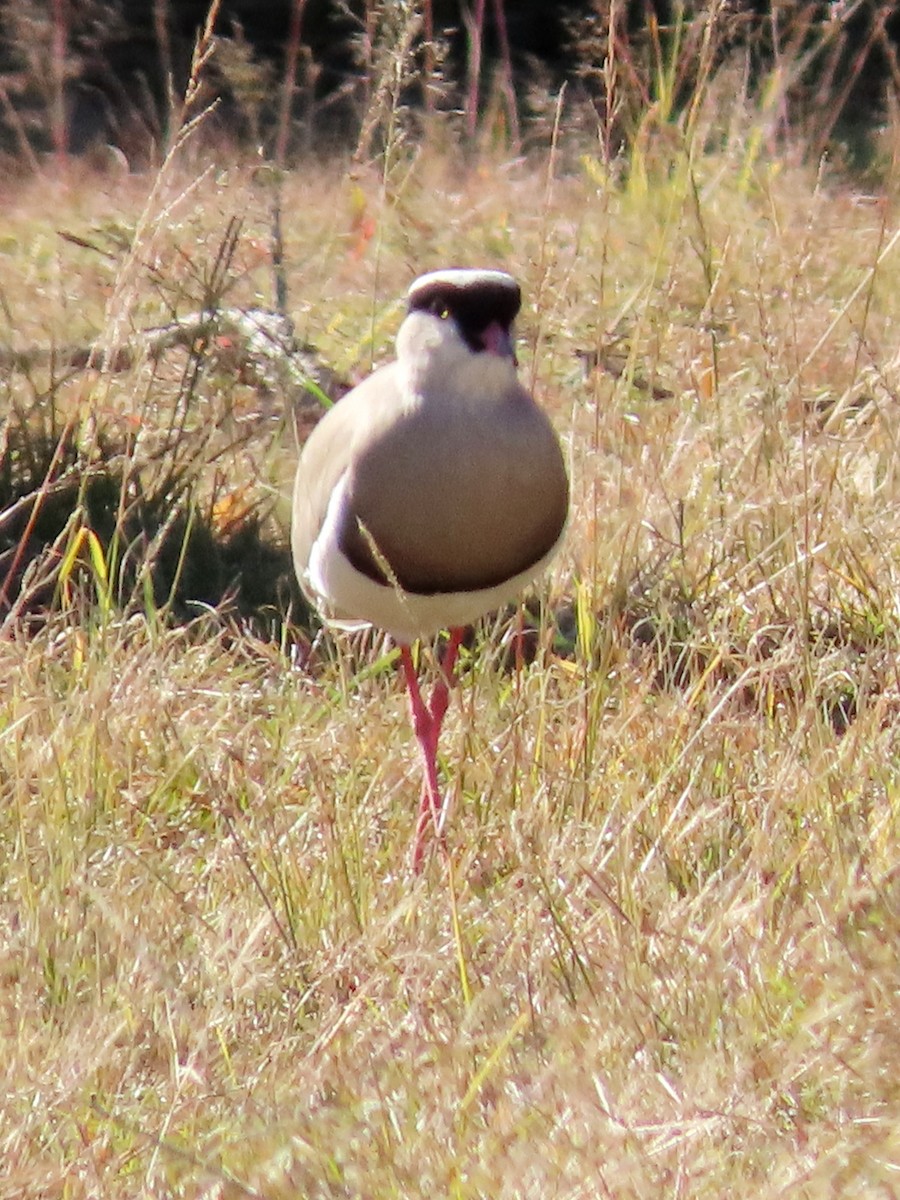 Crowned Lapwing - ML644357323
