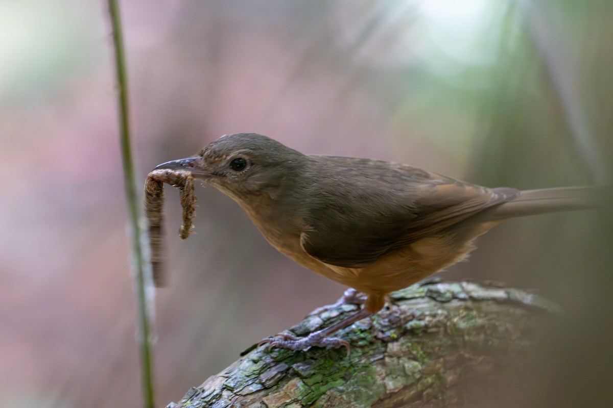 Little Shrikethrush (Rufous) - ML644357326
