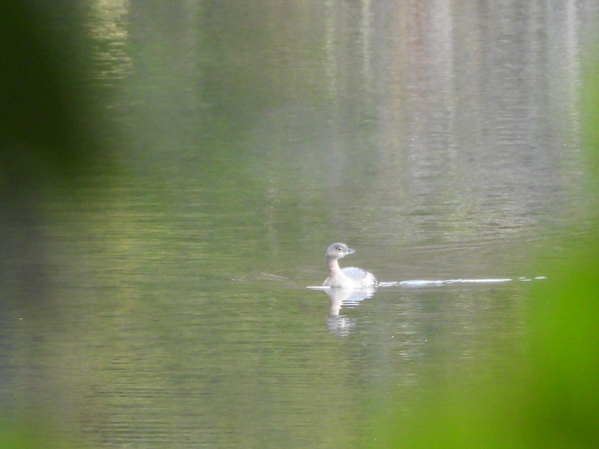 Pied-billed Grebe - ML644357354