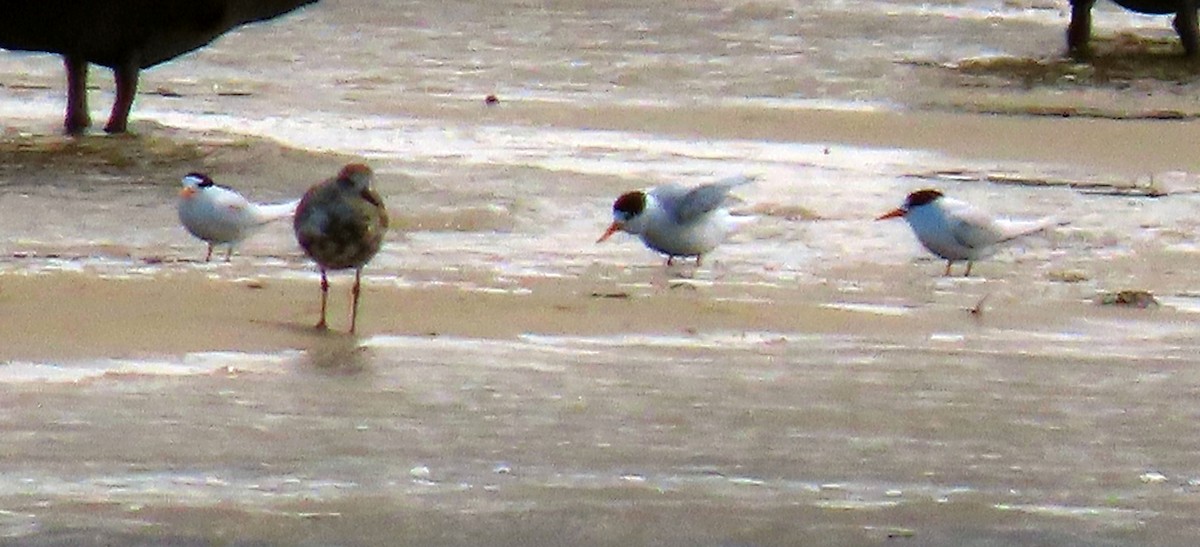 alveterne - ML644357355