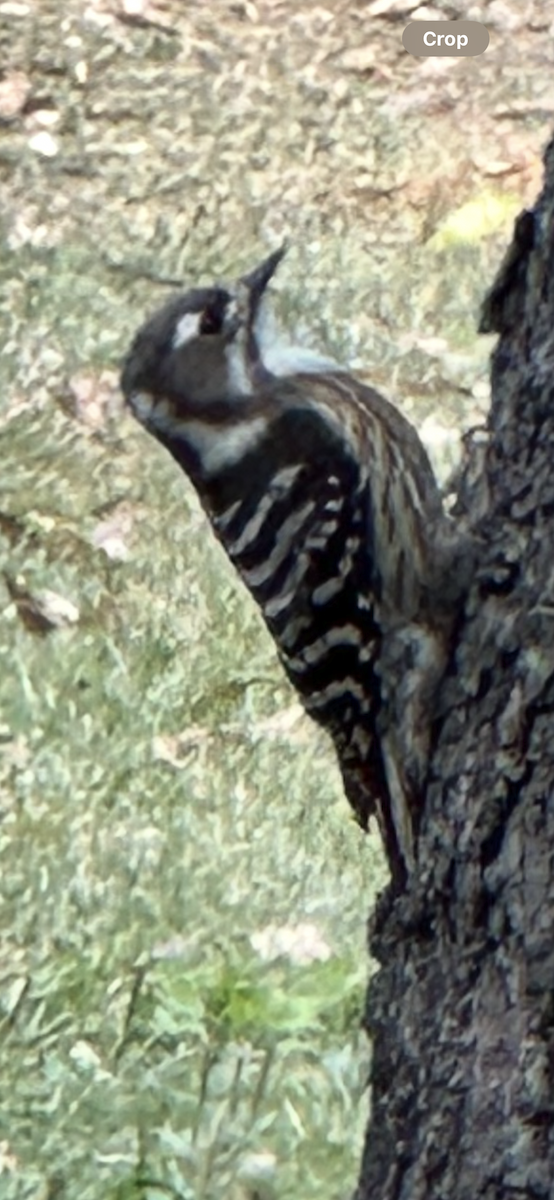 Japanese Pygmy Woodpecker - ML644357357