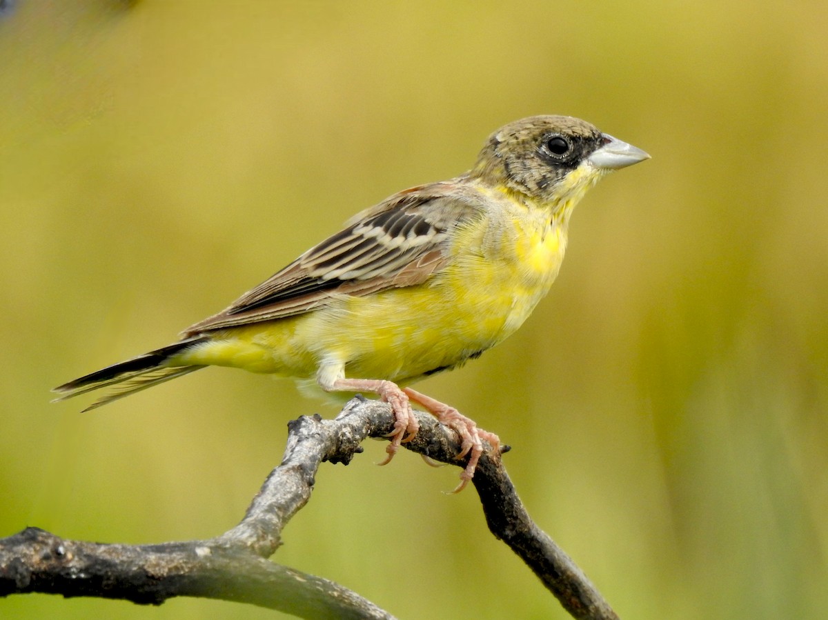 Black-headed Bunting - ML644357360