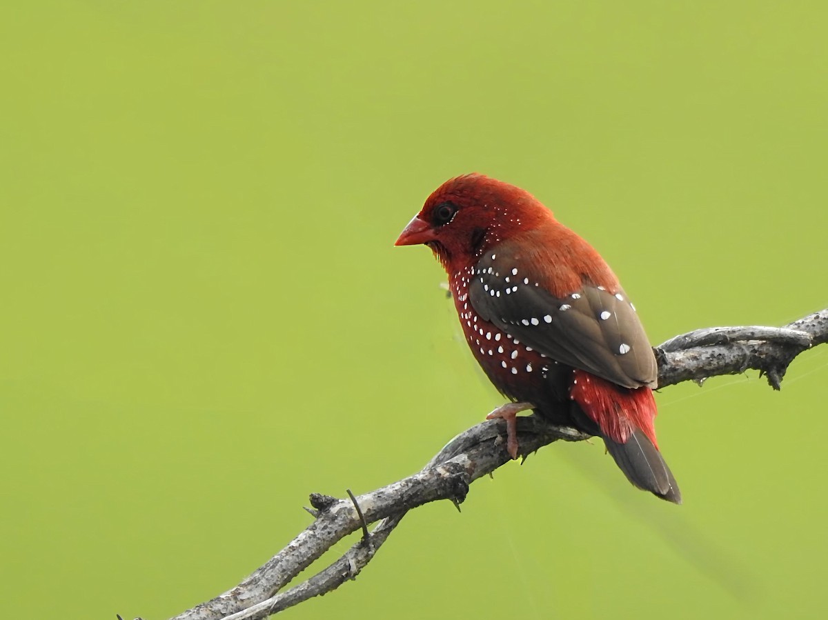 Red Avadavat - ML644357368