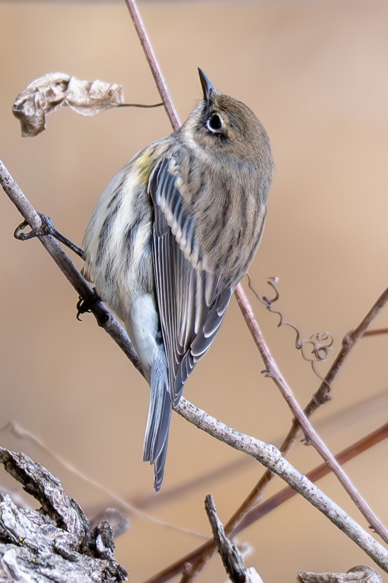 Taçlı Ötleğen - ML644357371