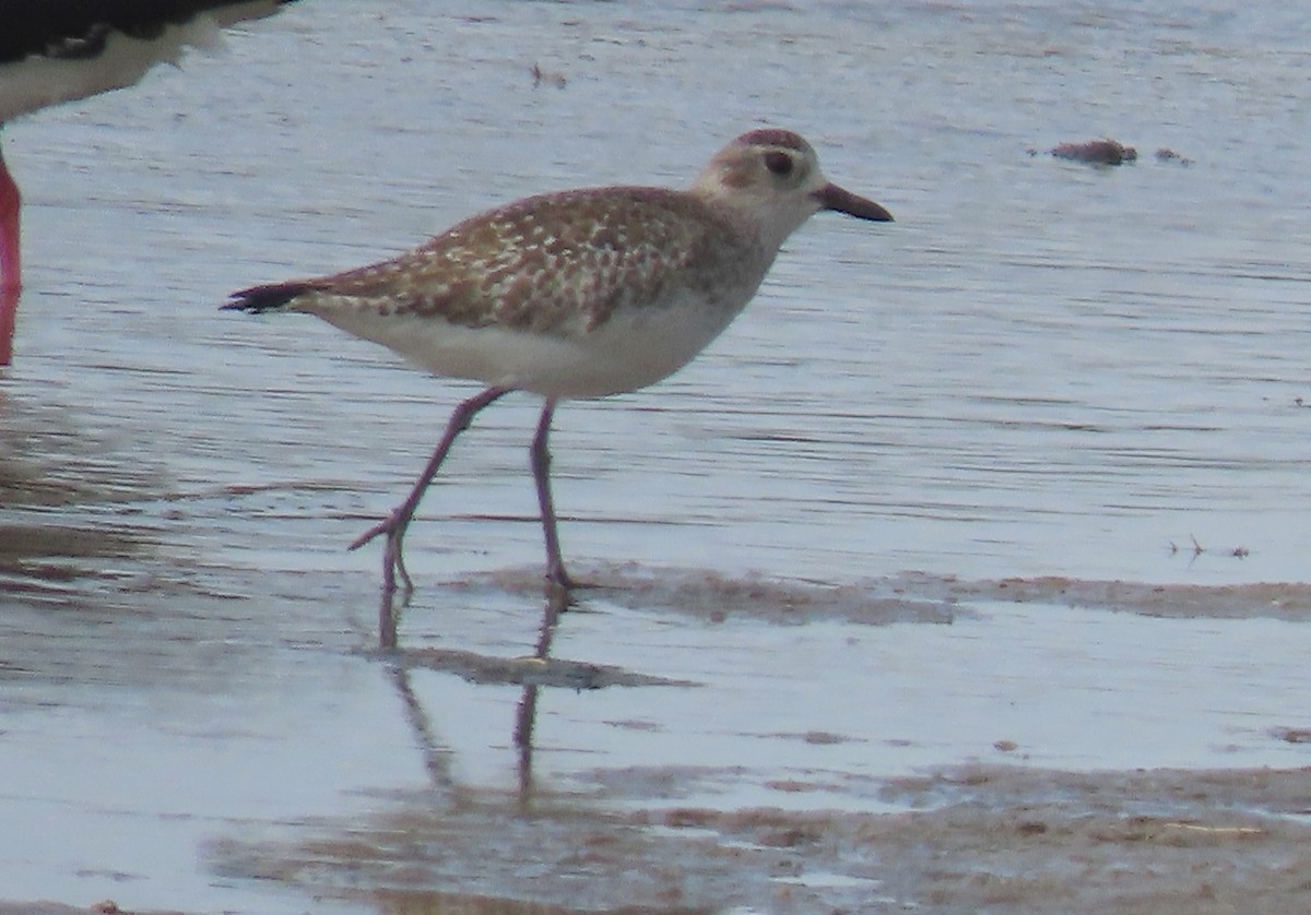 Chorlito Gris - ML644357373