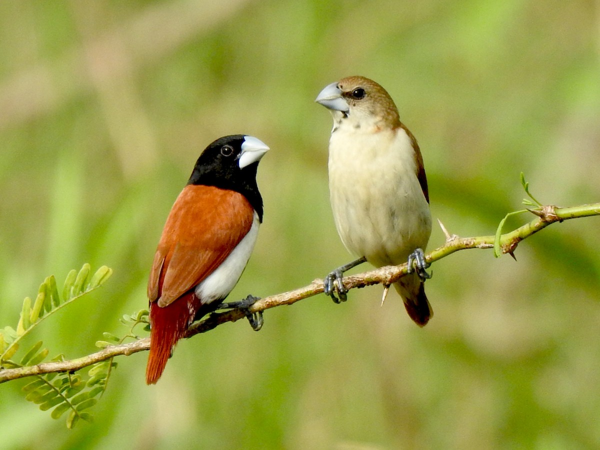 Tricolored Munia - ML644357375