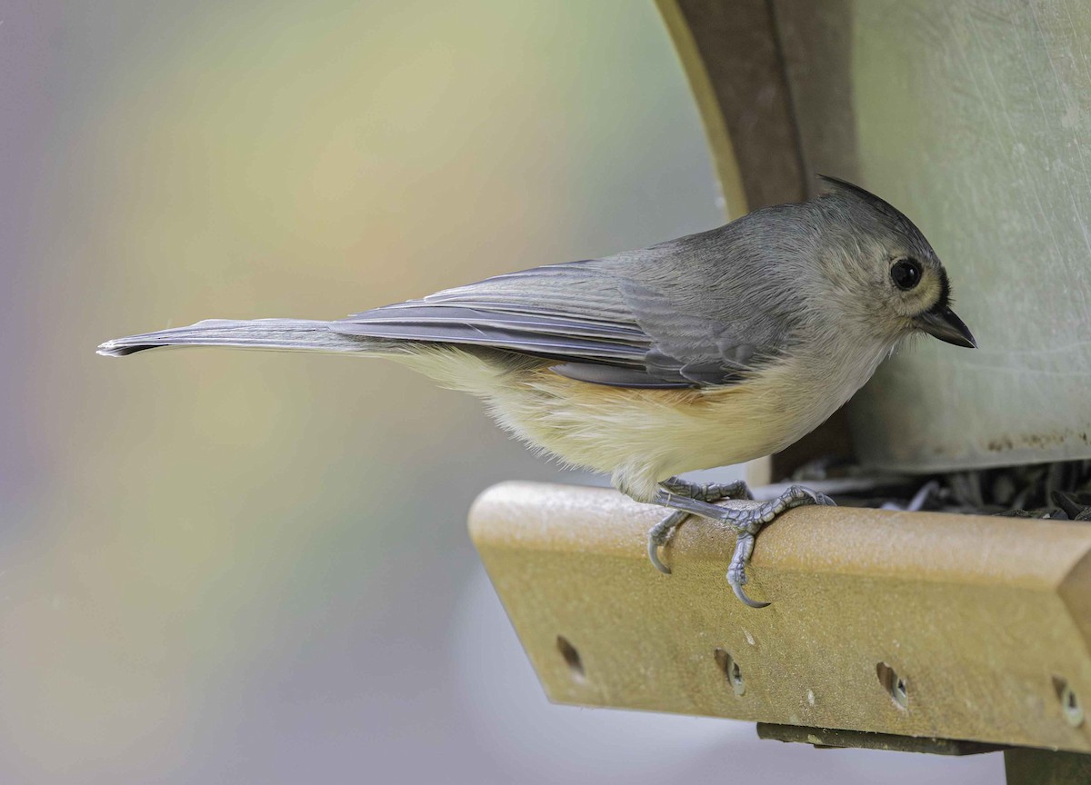Tufted Titmouse - ML644357376