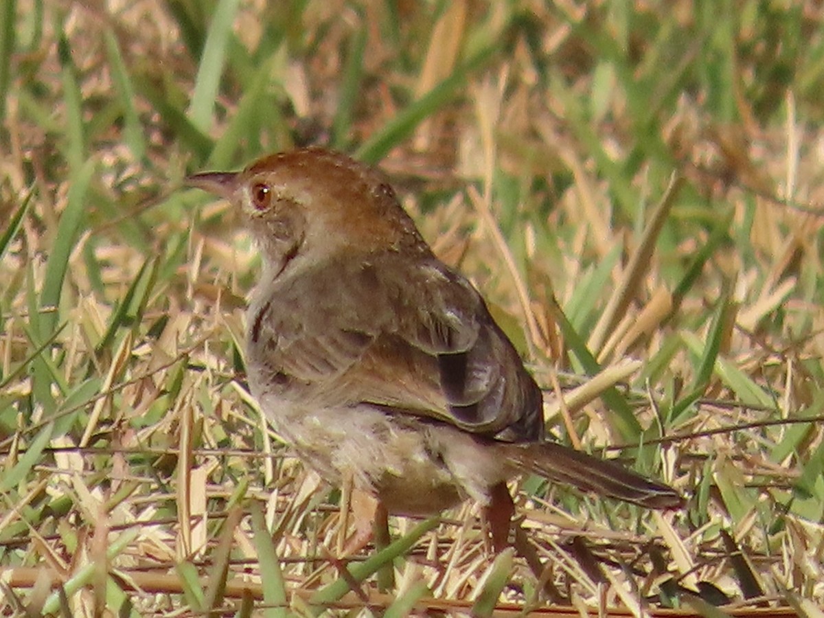 Cisticole à couronne rousse - ML644357378