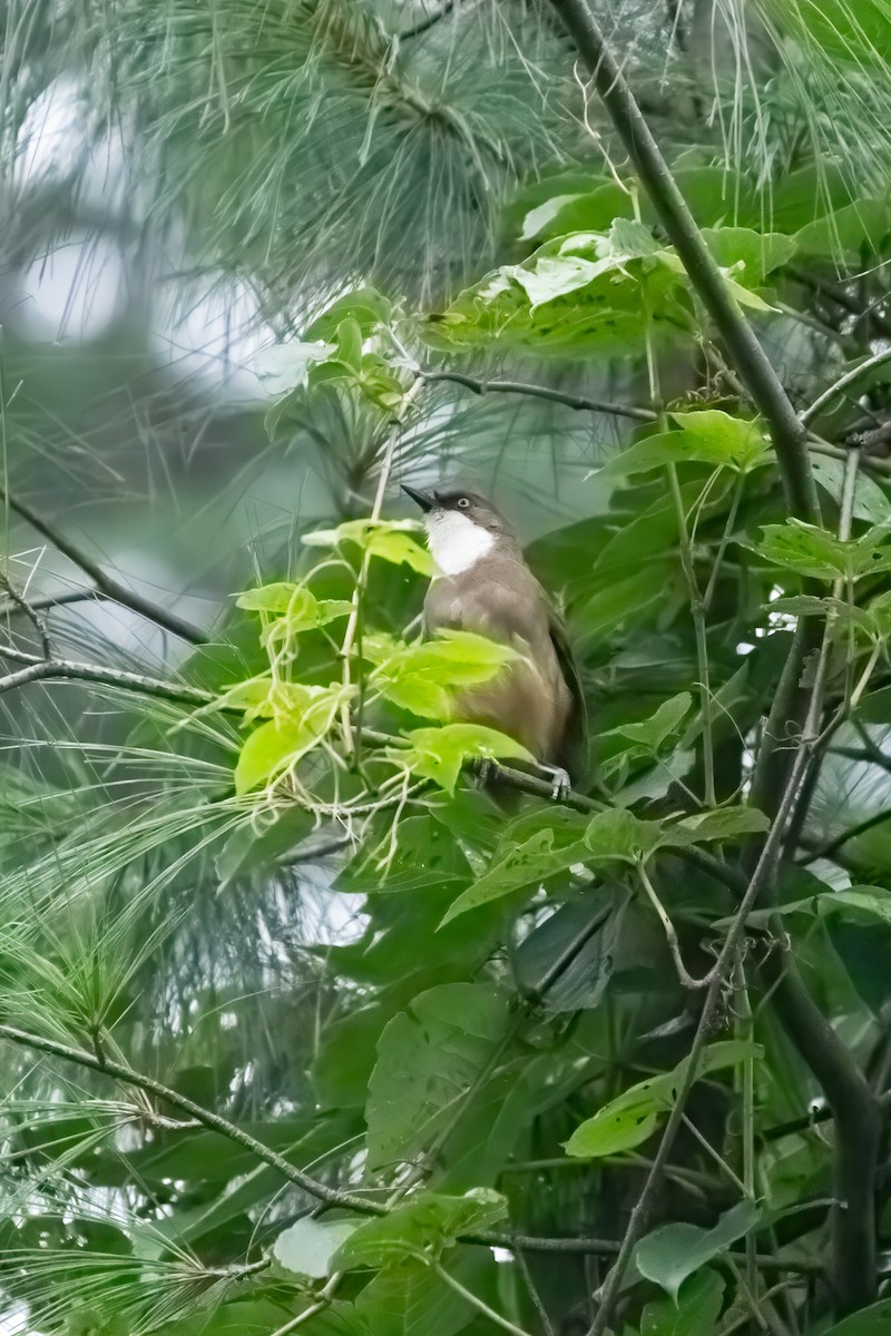 White-throated Laughingthrush - ML644357381