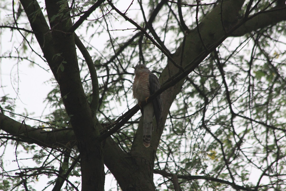 ハイタカジュウイチ - ML644357382