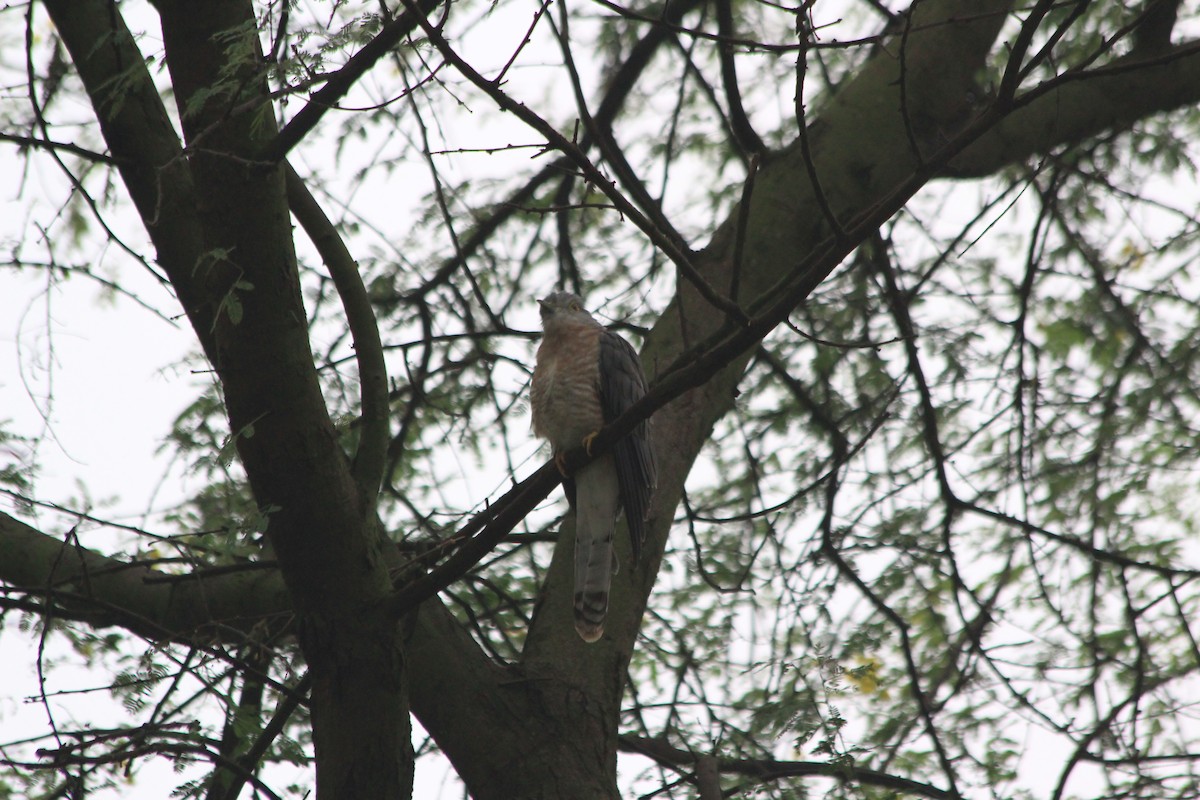 ハイタカジュウイチ - ML644357383