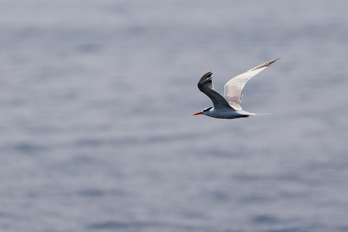 Lesser Crested Tern - ML644357384
