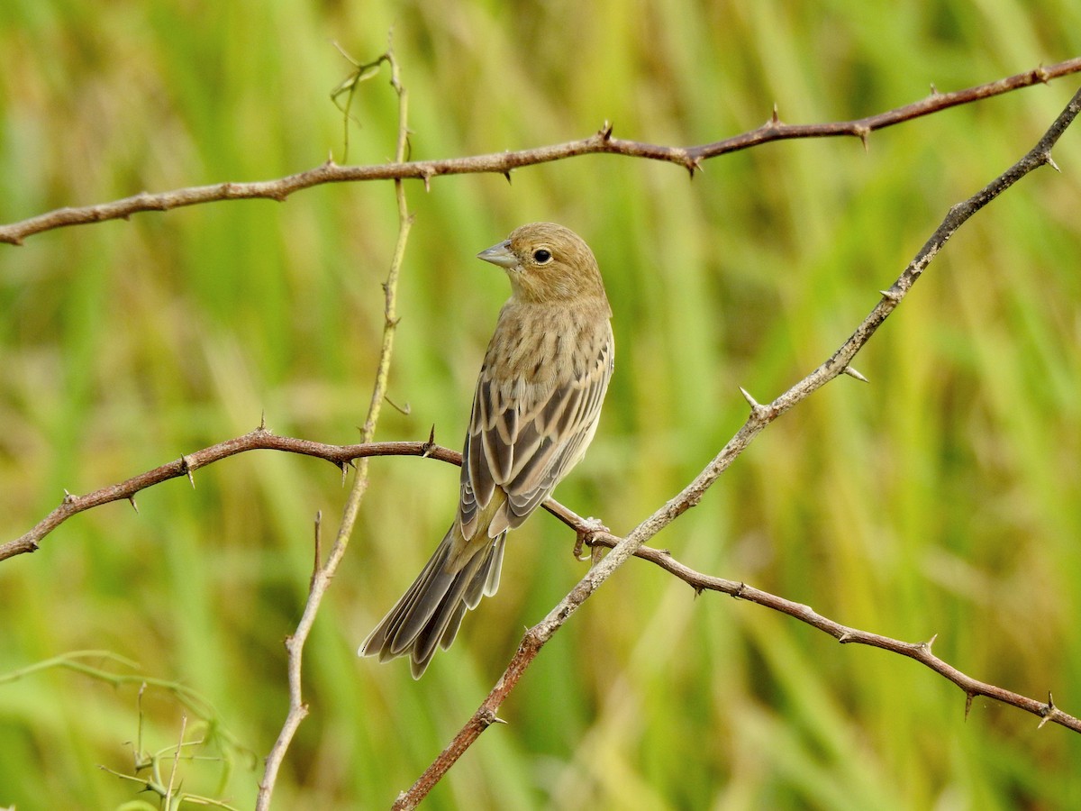 Kızıl Başlı Çinte - ML644357385
