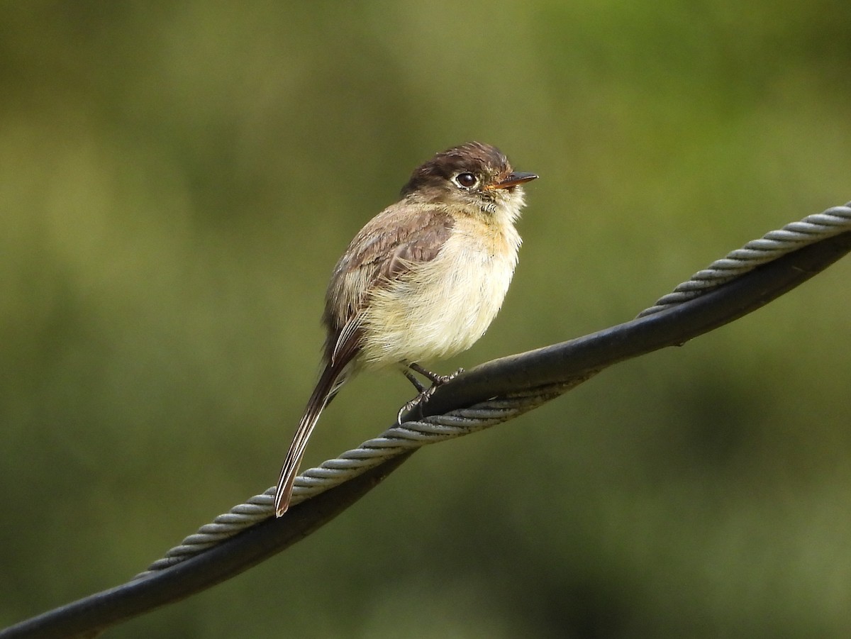 Moucherolle à tête noire - ML644357398