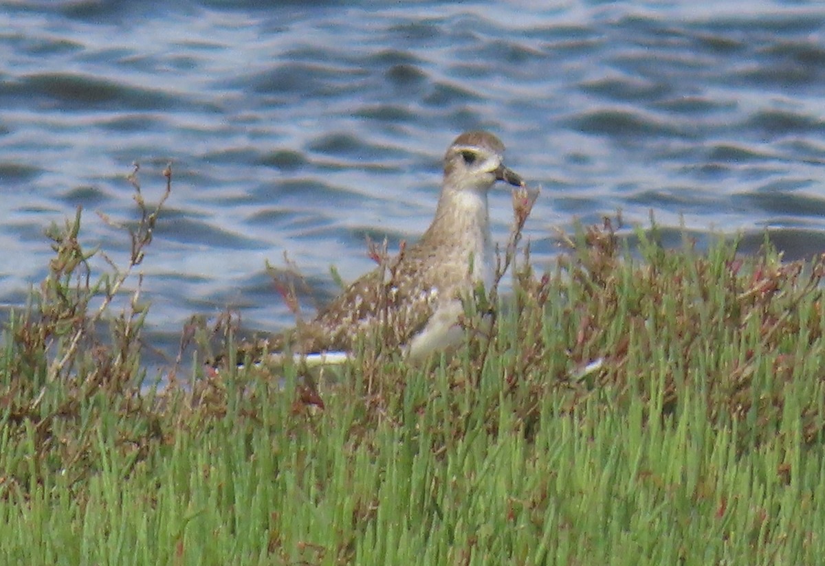 Chorlito Gris - ML644357399