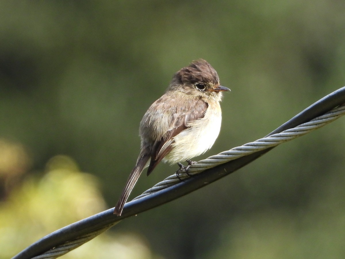 Moucherolle à tête noire - ML644357408