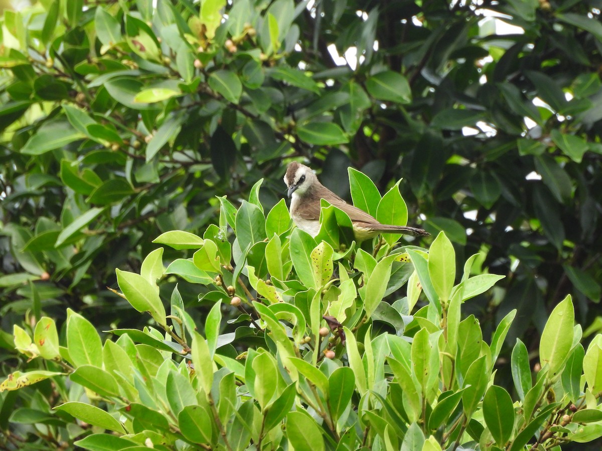 Schwarzzügelbülbül - ML644357426