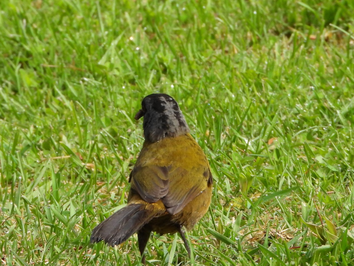Large-footed Finch - ML644357440