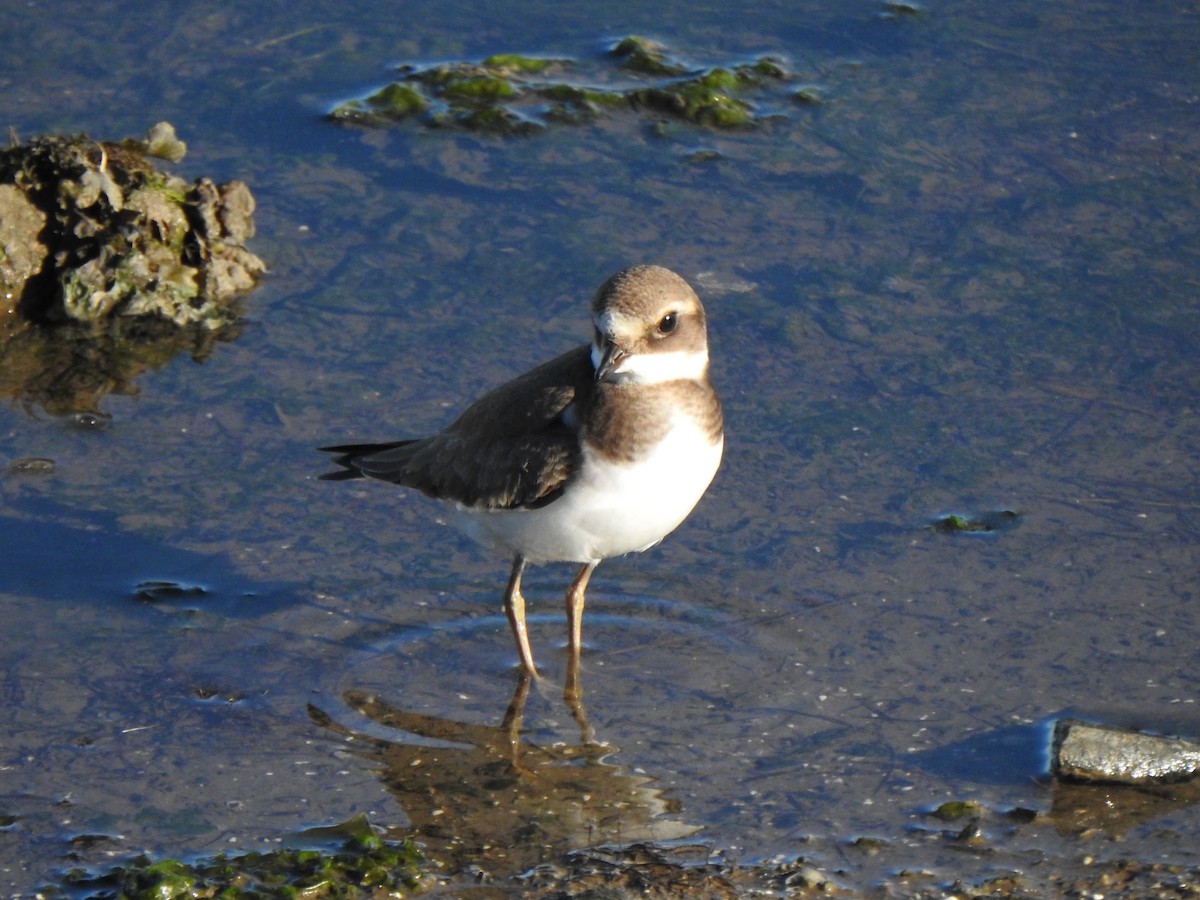 Common Ringed Plover - ML644357450
