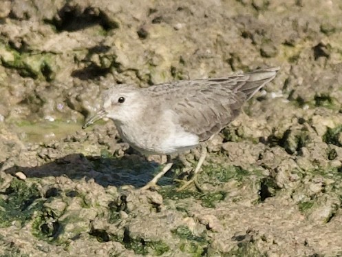 Temminck's Stint - ML644357452