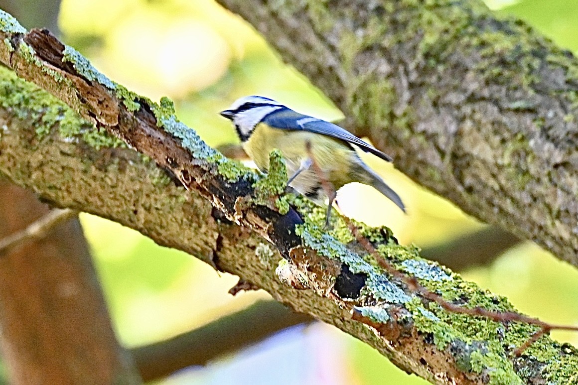 Eurasian Blue Tit - ML644357453