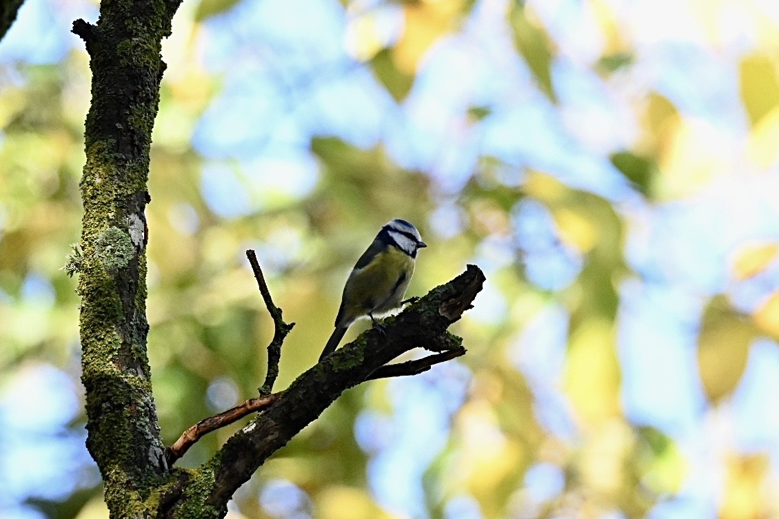 Eurasian Blue Tit - ML644357454