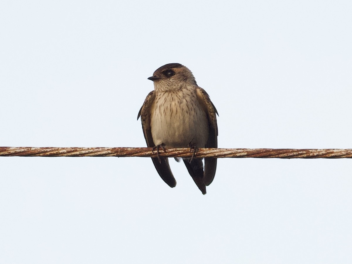 Eastern Red-rumped Swallow - ML644357458