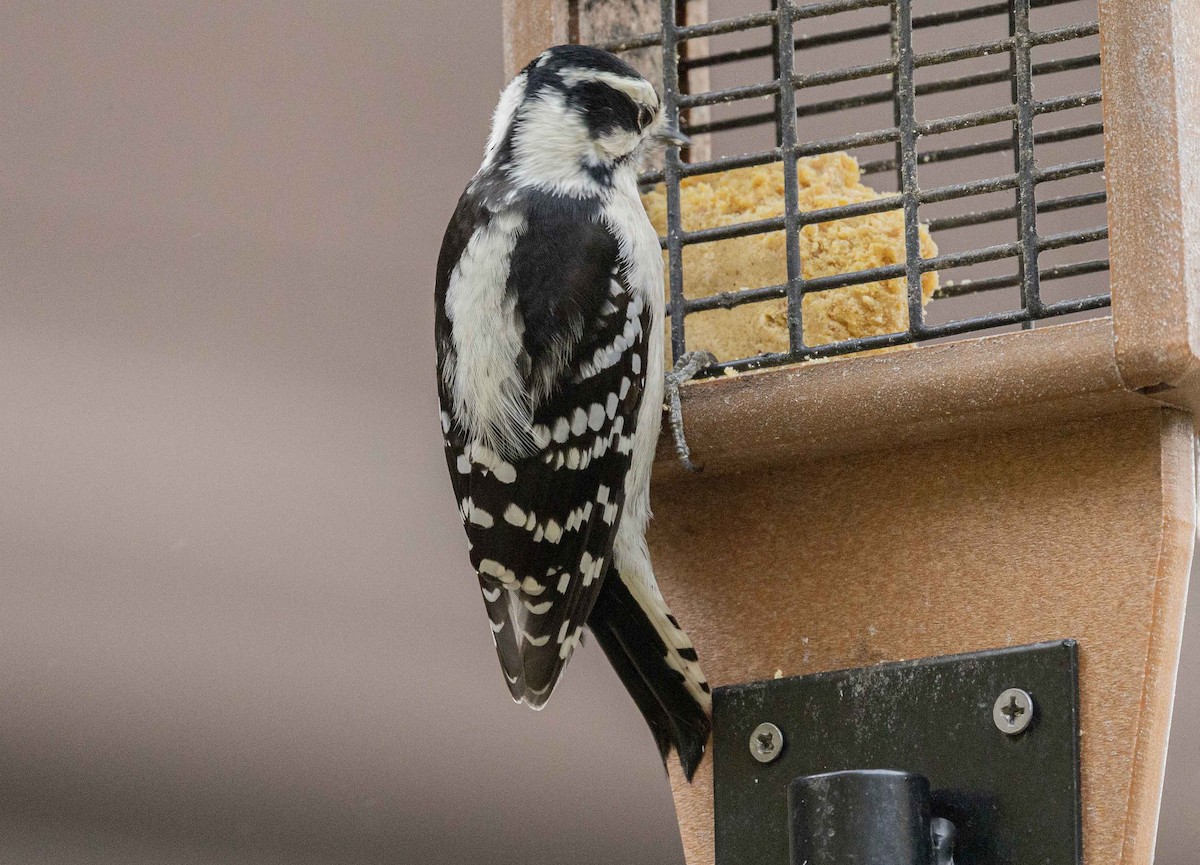 Downy Woodpecker - ML644357459