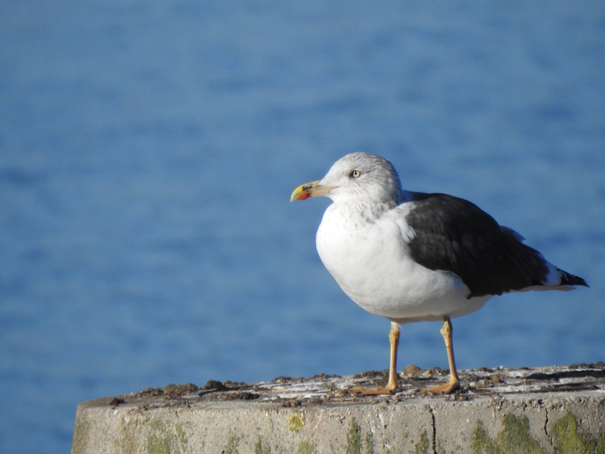 Lesser Black-backed Gull - ML644357466