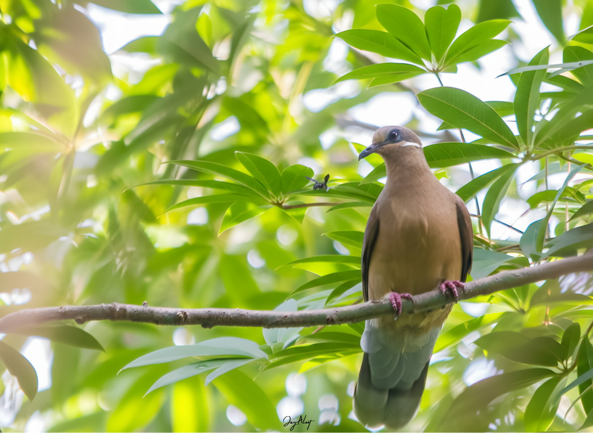 White-eared Brown-Dove - ML644357473