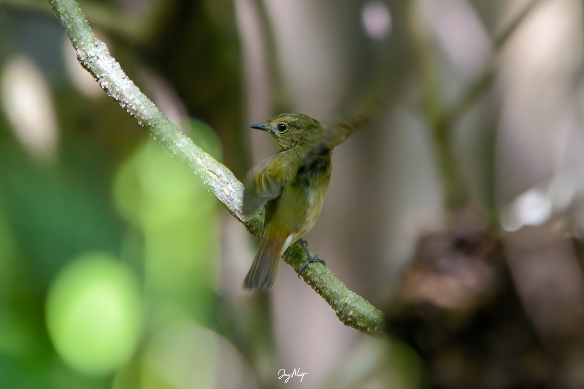 Narcissus Flycatcher - ML644357482