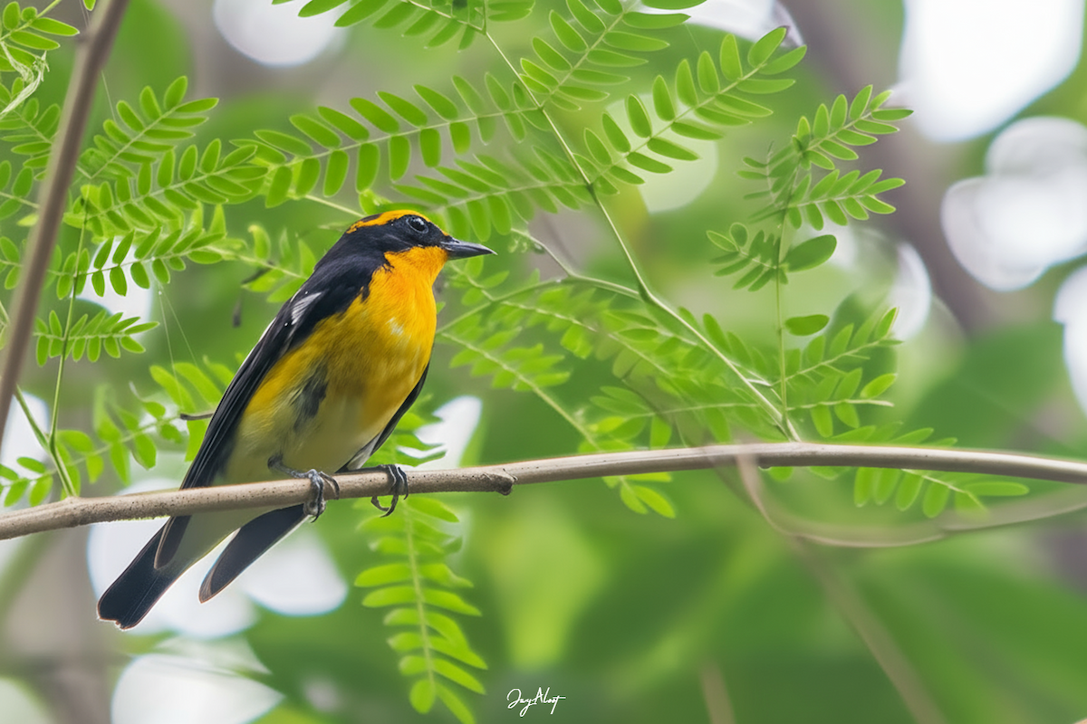 Narcissus Flycatcher - ML644357483