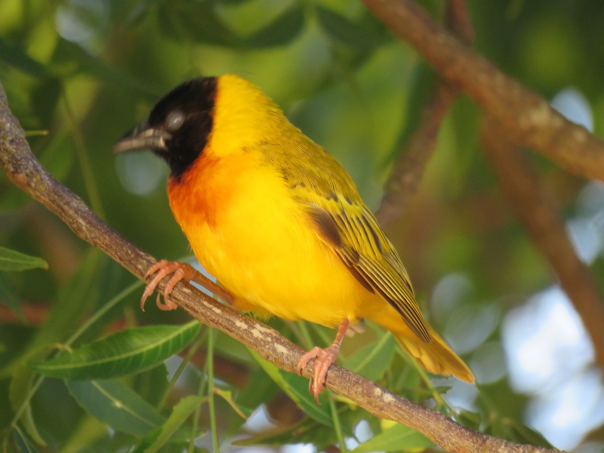 Black-headed Weaver - ML644357485