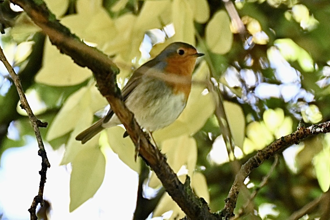 European Robin - ML644357507