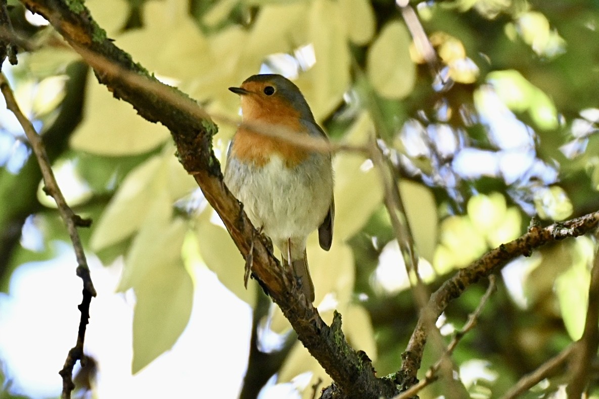 European Robin - ML644357508