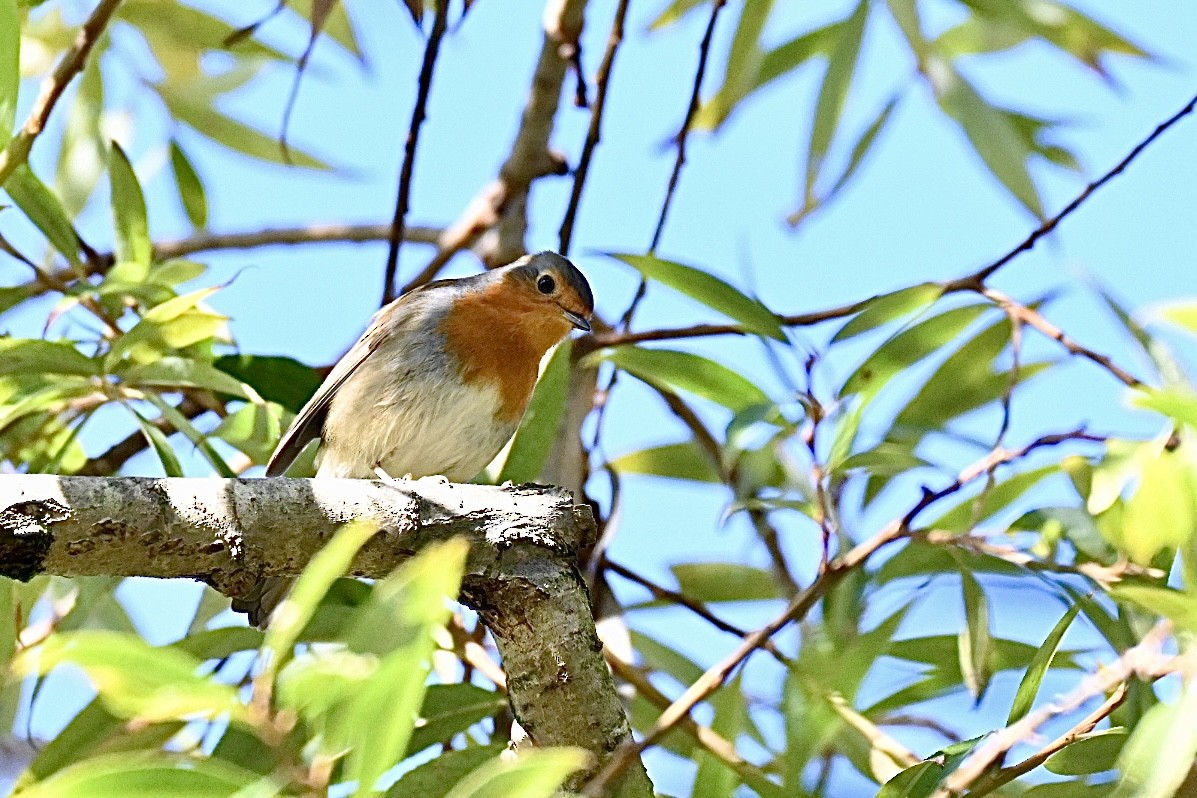European Robin - ML644357509