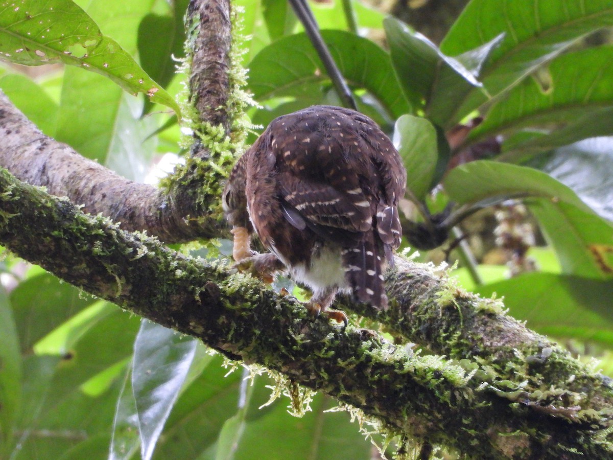 Сичик-горобець коста-риканський - ML644357534