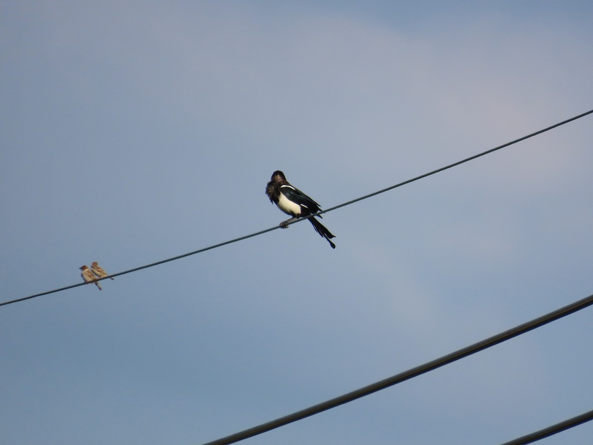 Oriental Magpie - ML644357540